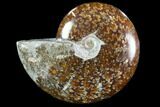 Polished, Agatized Ammonite (Cleoniceras) - Madagascar #88091-1